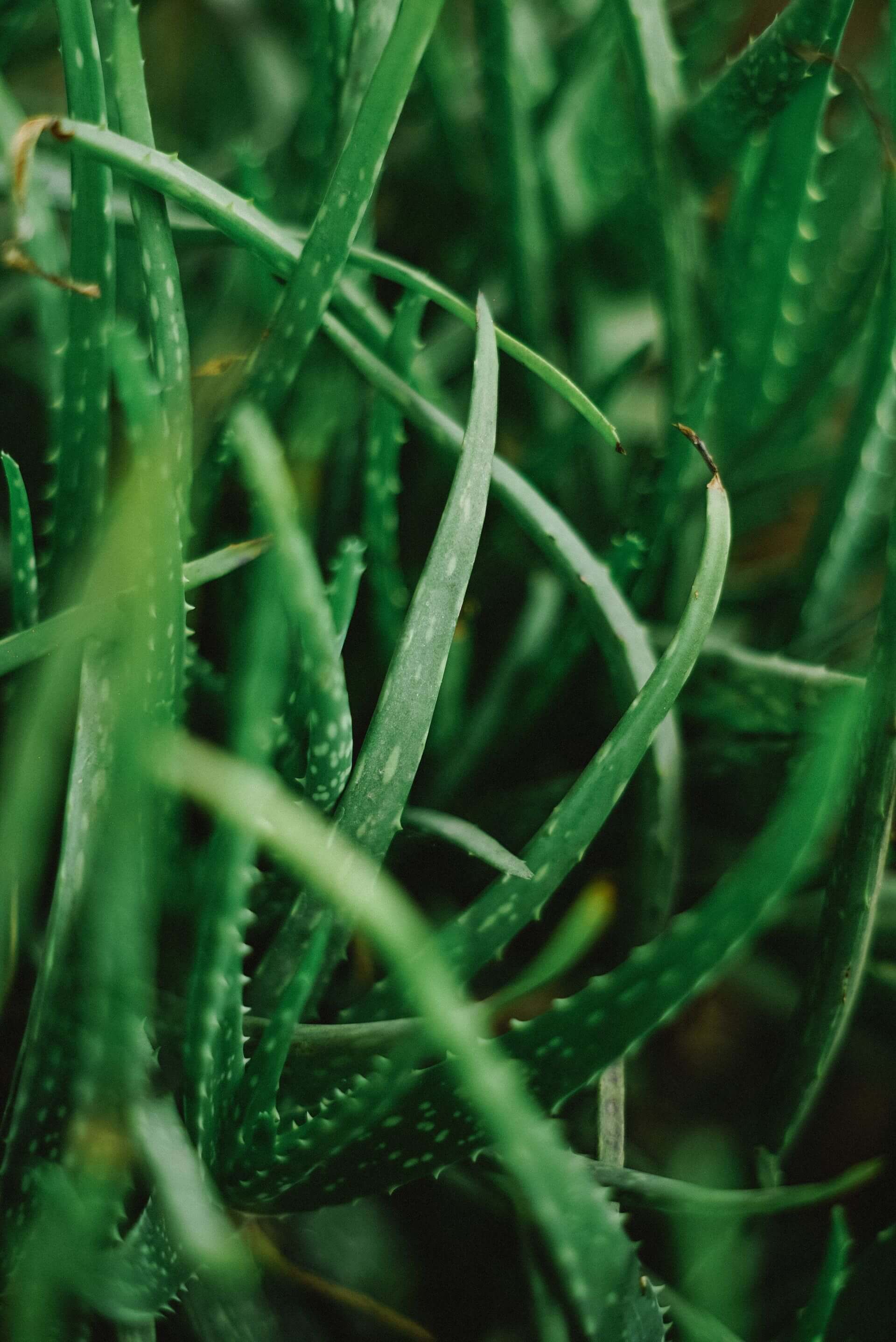 A close-up of a fresh green aloe vera plant